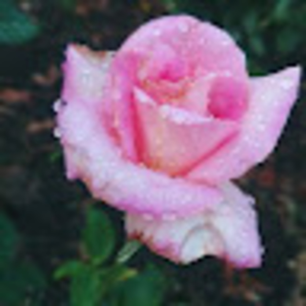 Meet your Posher, Errica